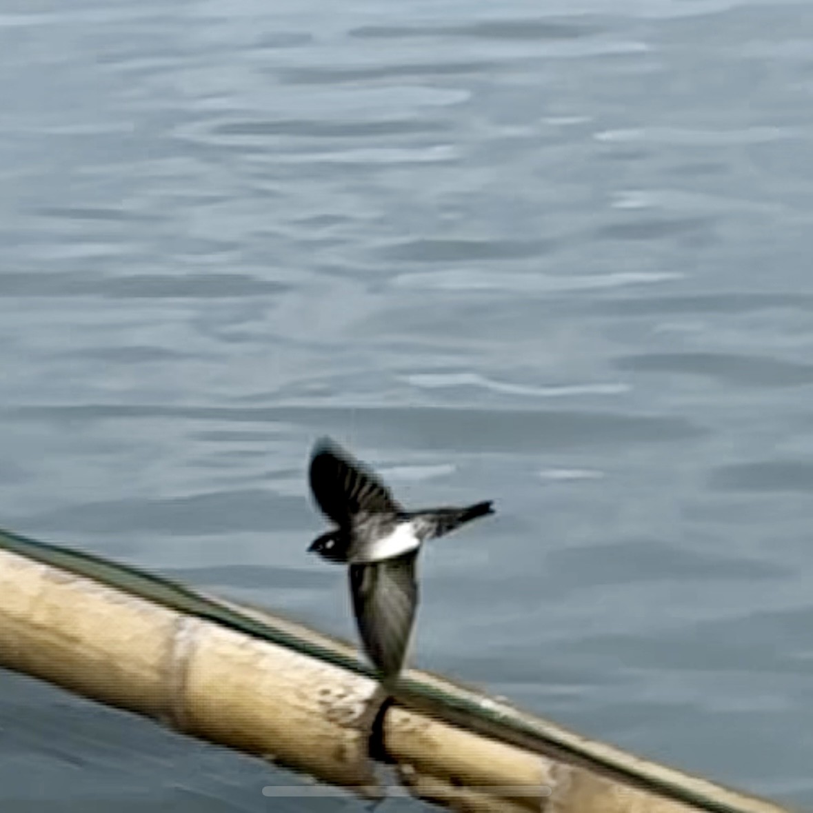 Cave Swiftlet - ML644728450