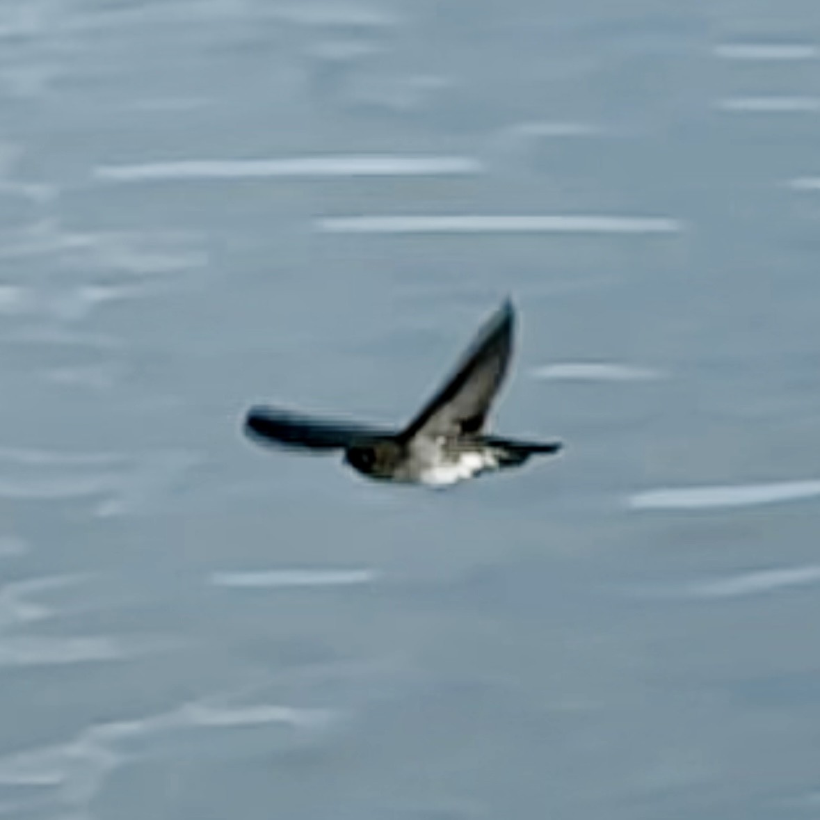 Cave Swiftlet - ML644728451