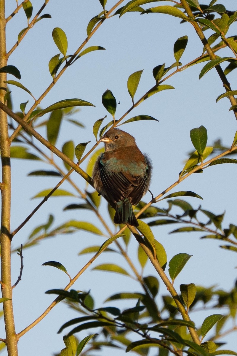 indigospurv - ML644728453