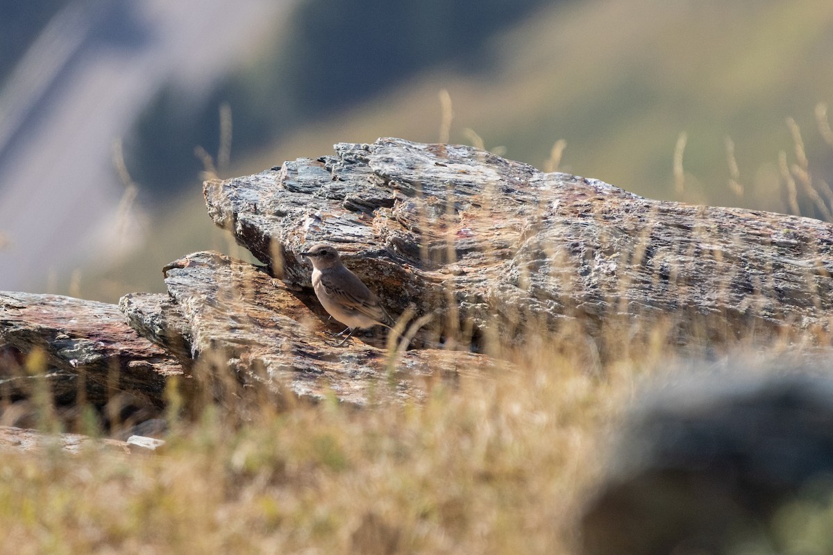 ハシグロヒタキ - ML644728455