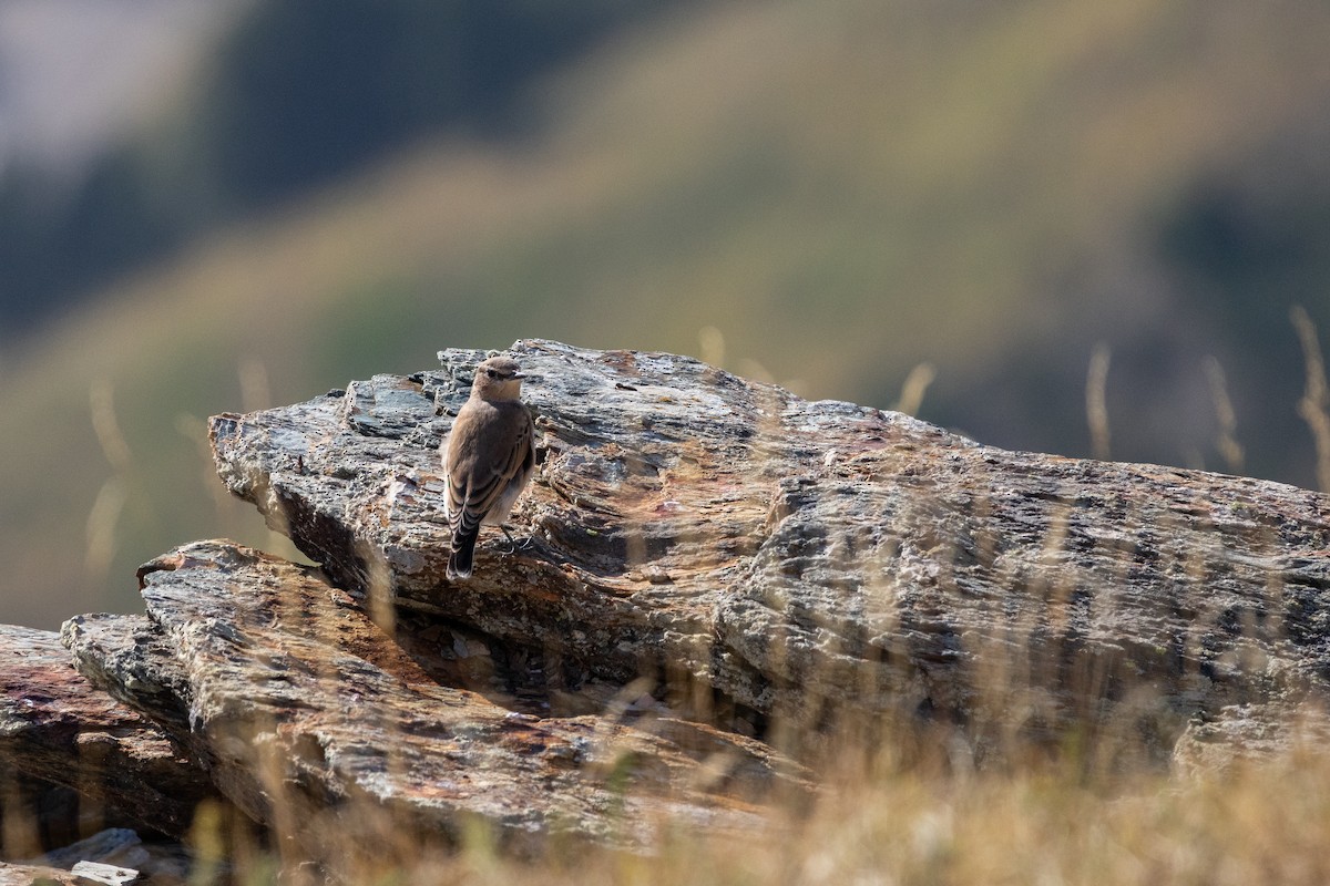 ハシグロヒタキ - ML644728456