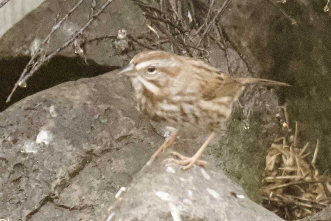 Song Sparrow - ML644728458