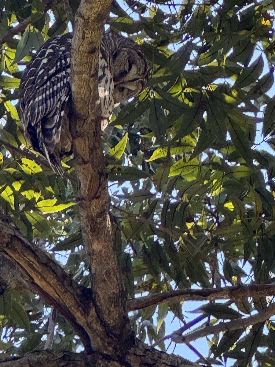 Barred Owl - ML644728459
