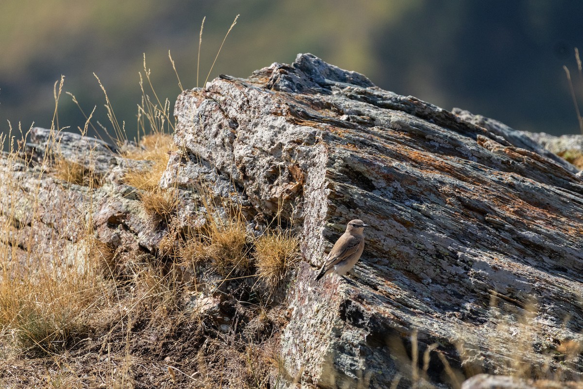 ハシグロヒタキ - ML644728460