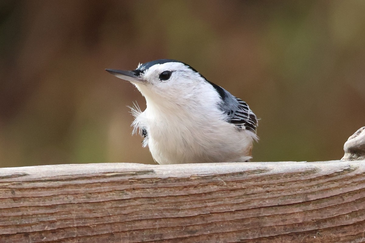 White-breasted Nuthatch - ML644728461