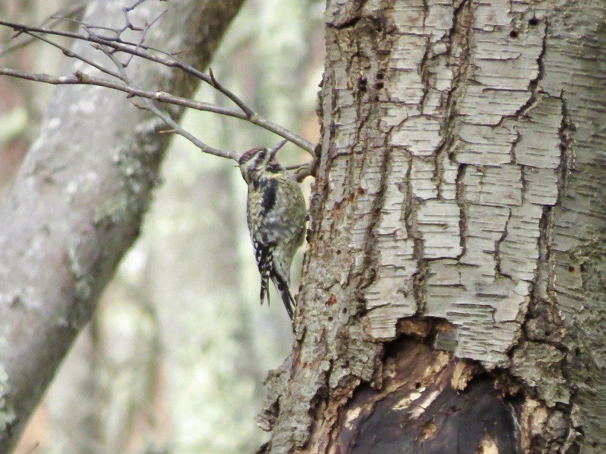 Yellow-bellied Sapsucker - ML644728462