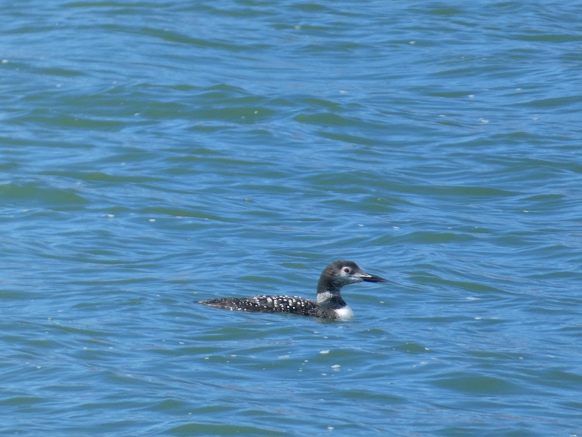 Common Loon - ML644728477
