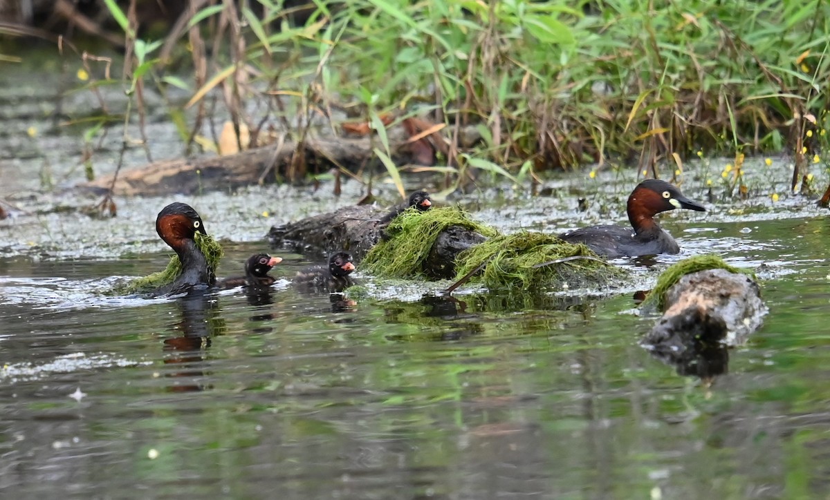 Little Grebe - ML644728480