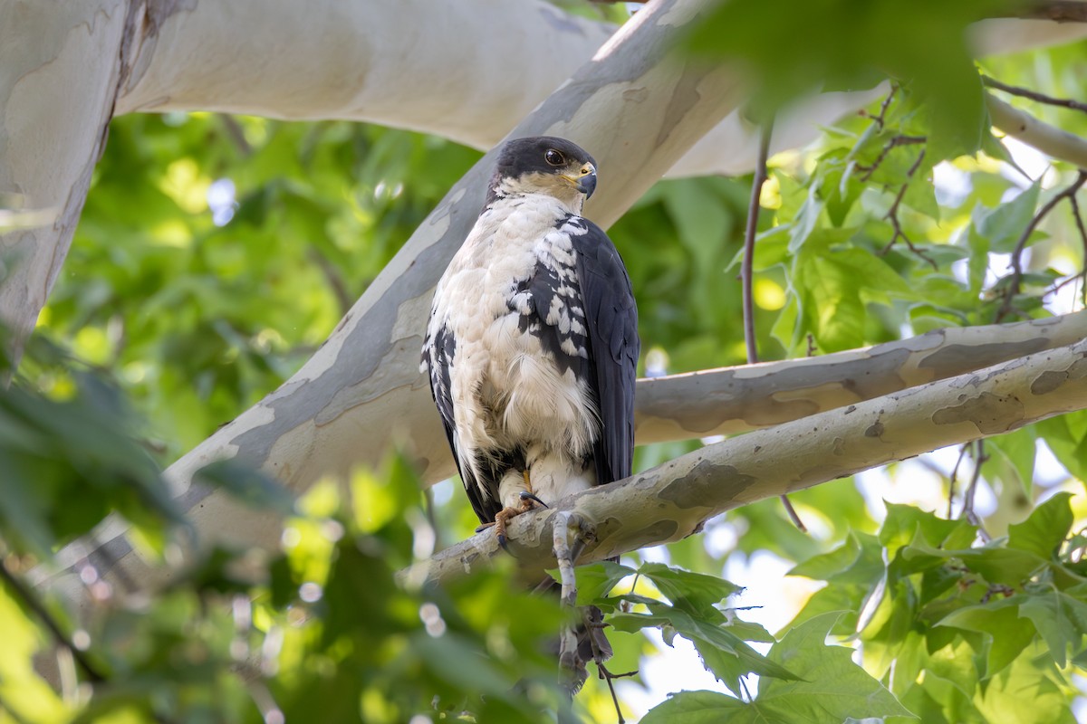 nonnehauk - ML644728484