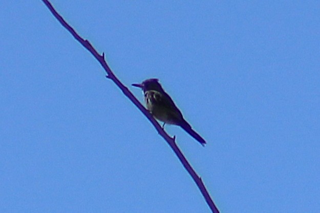 Greater Pewee - ML644728487