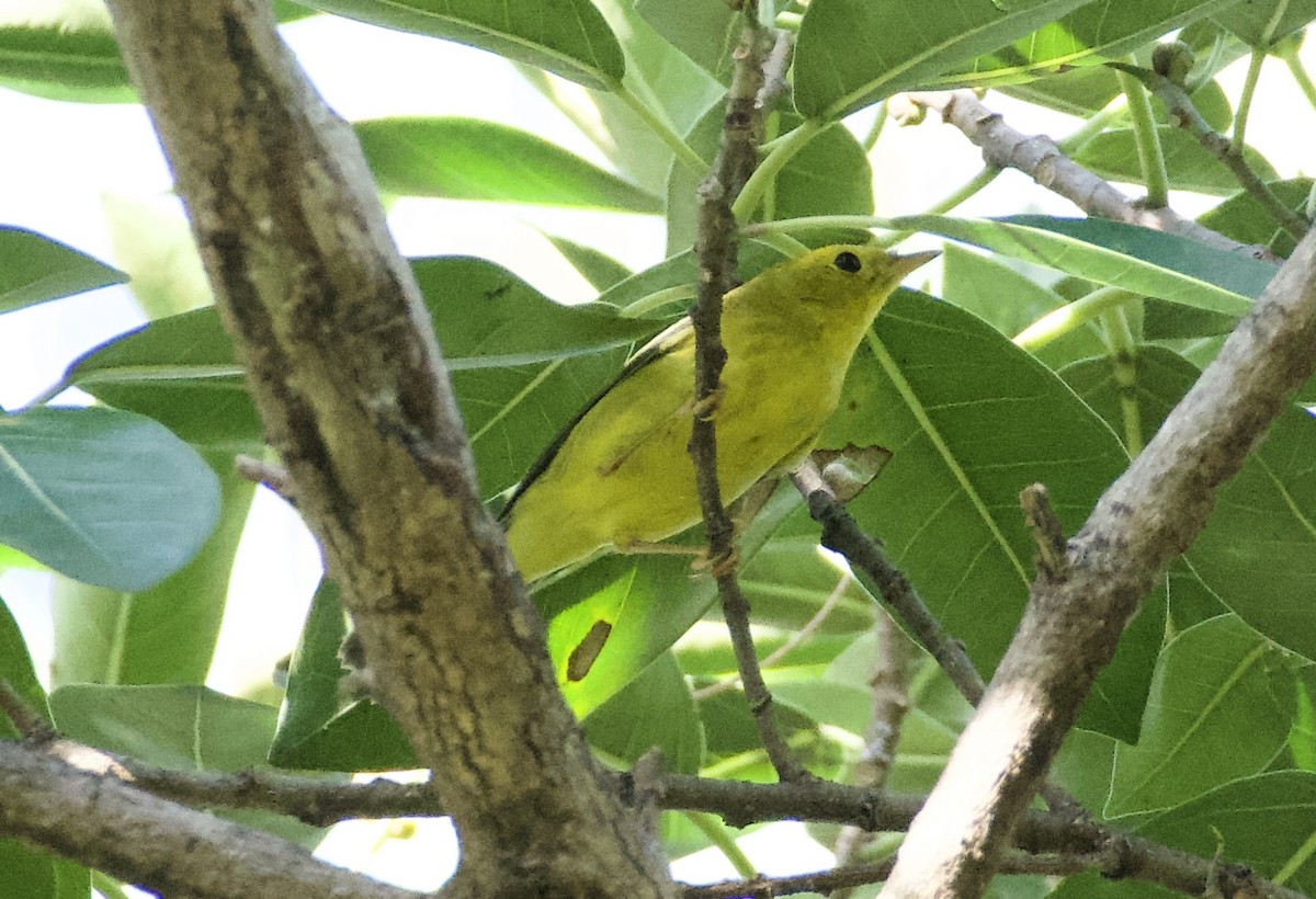 Mönchswaldsänger - ML644728496