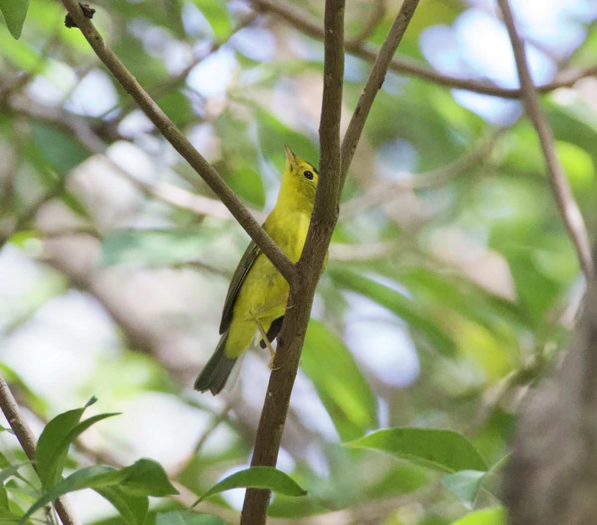 Mönchswaldsänger - ML644728497