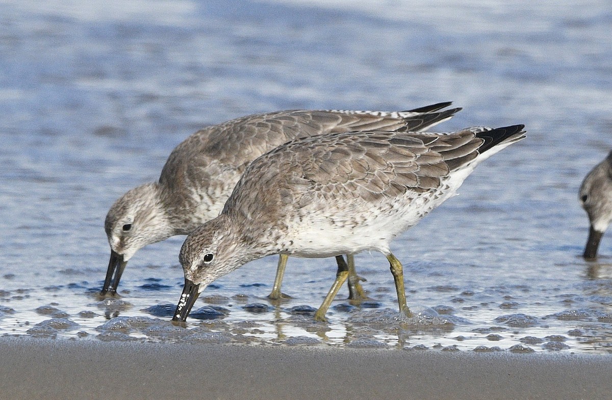 Bécasseau maubèche - ML644728504