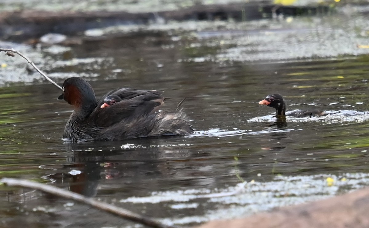 Little Grebe - ML644728510