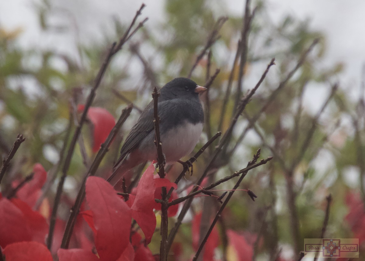 Dark-eyed Junco - ML644728514