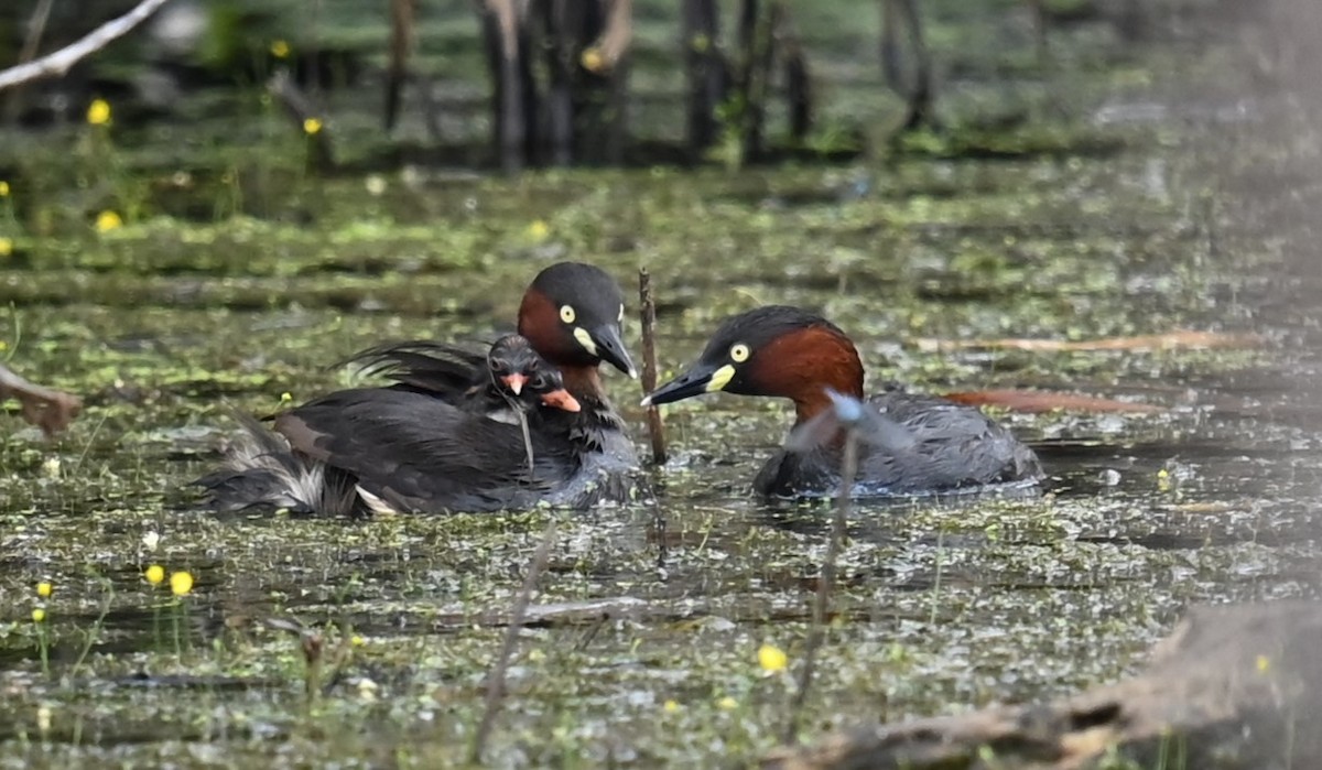 Little Grebe - ML644728518