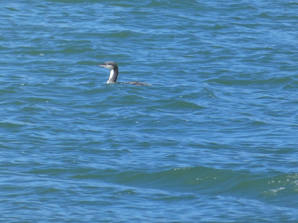 Pacific Loon - ML644728525