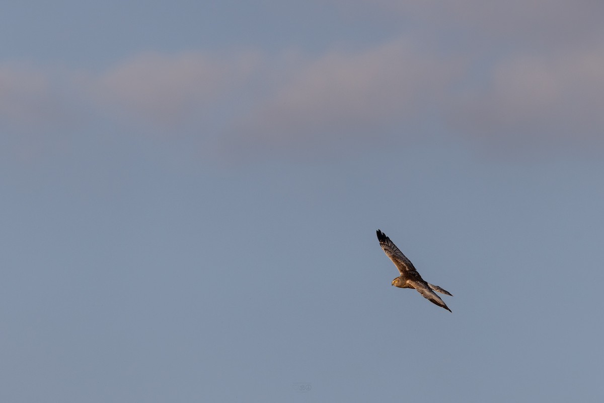 זרון אמריקני - ML644728540