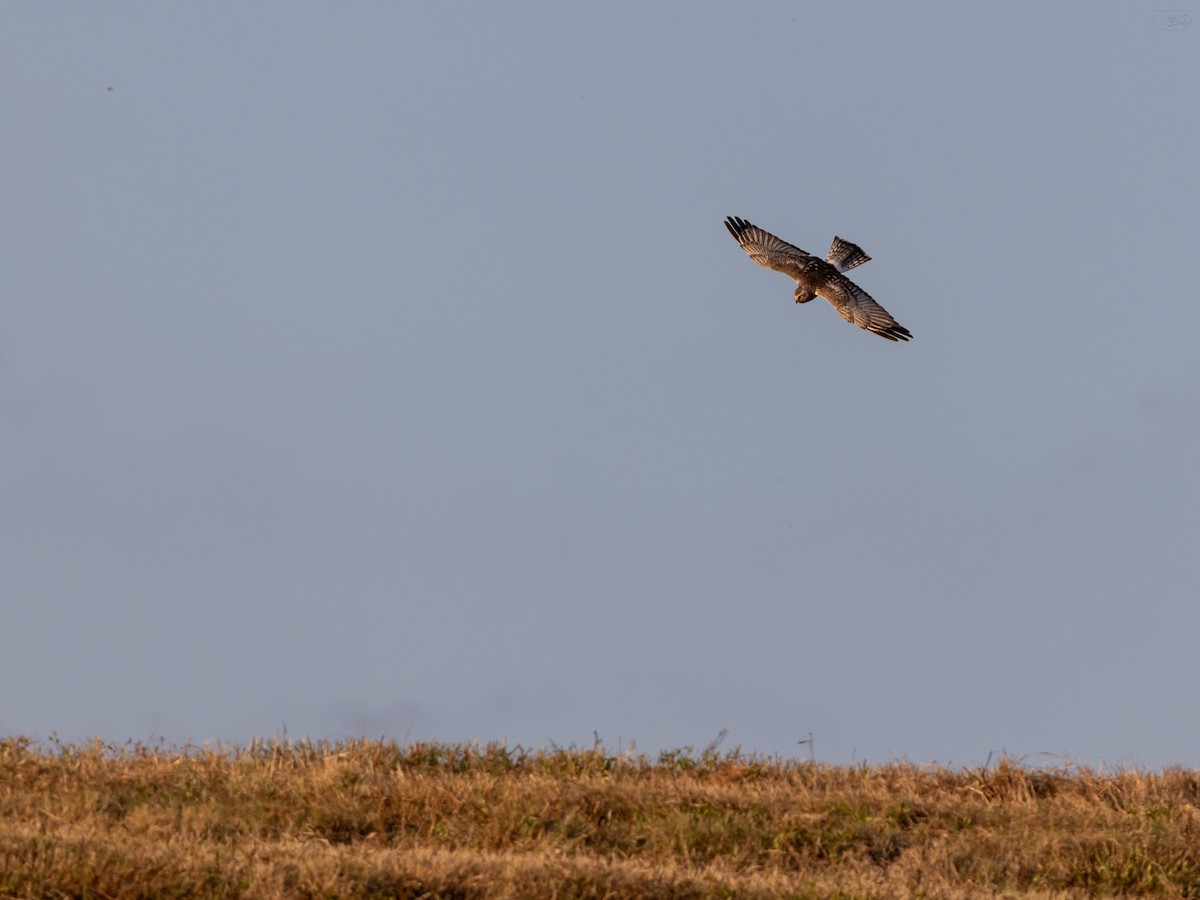 זרון אמריקני - ML644728541