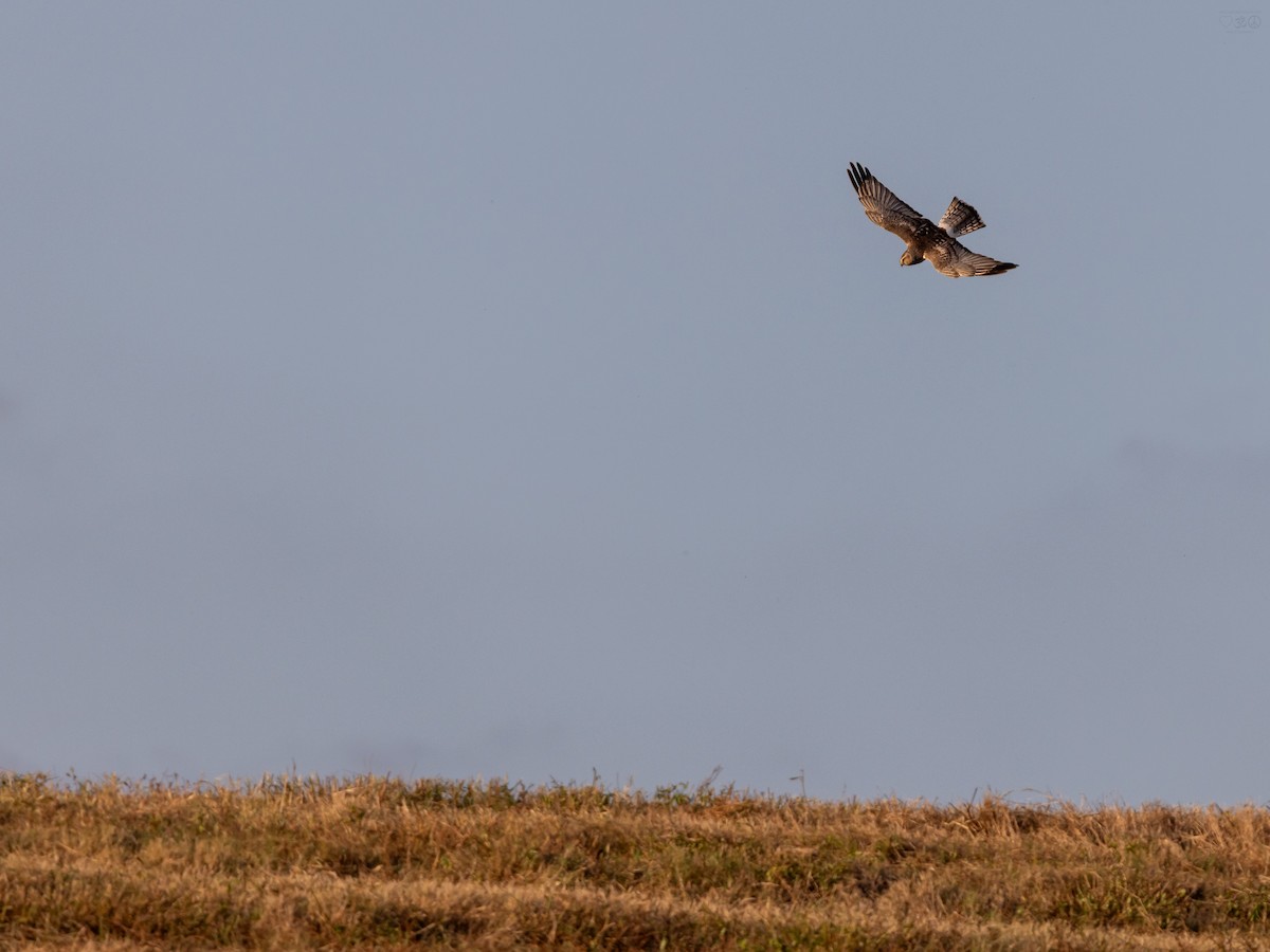 זרון אמריקני - ML644728545