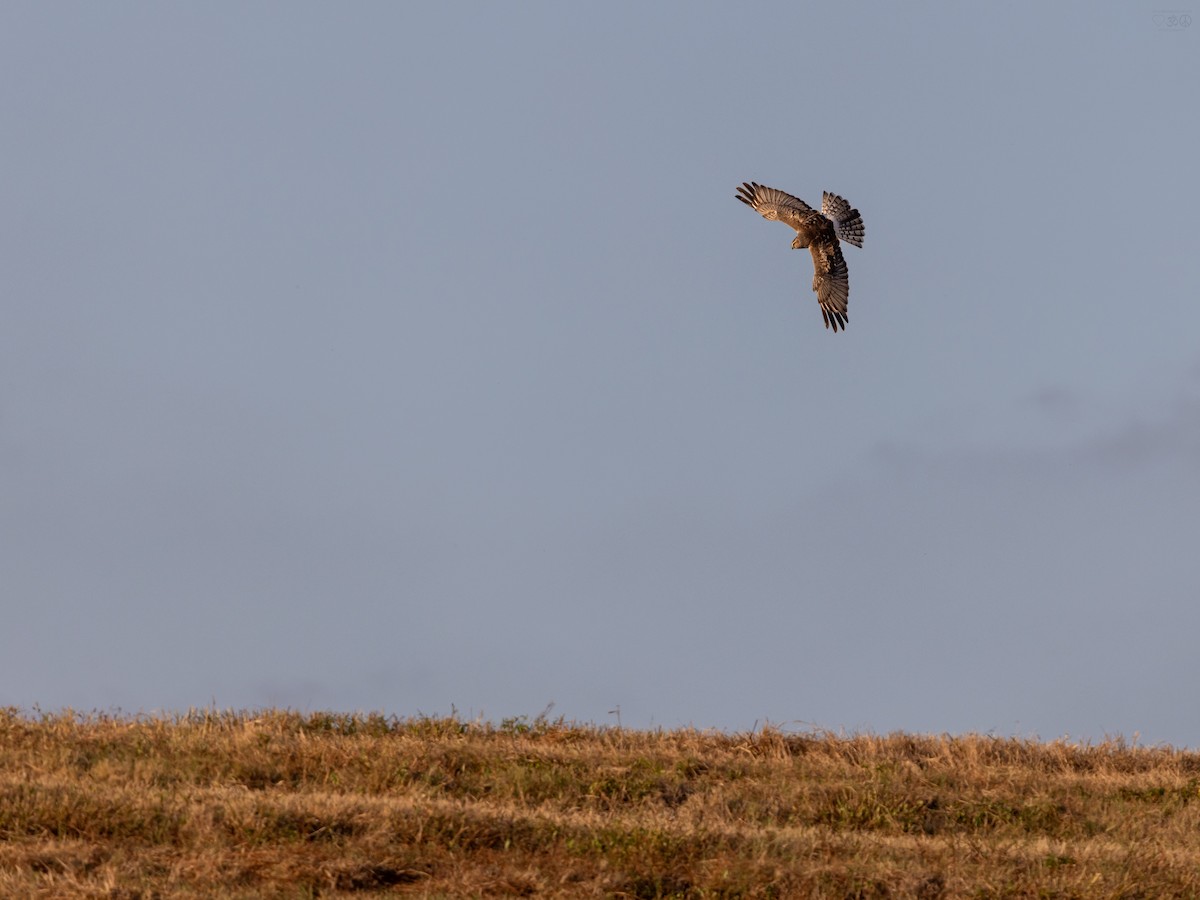זרון אמריקני - ML644728546
