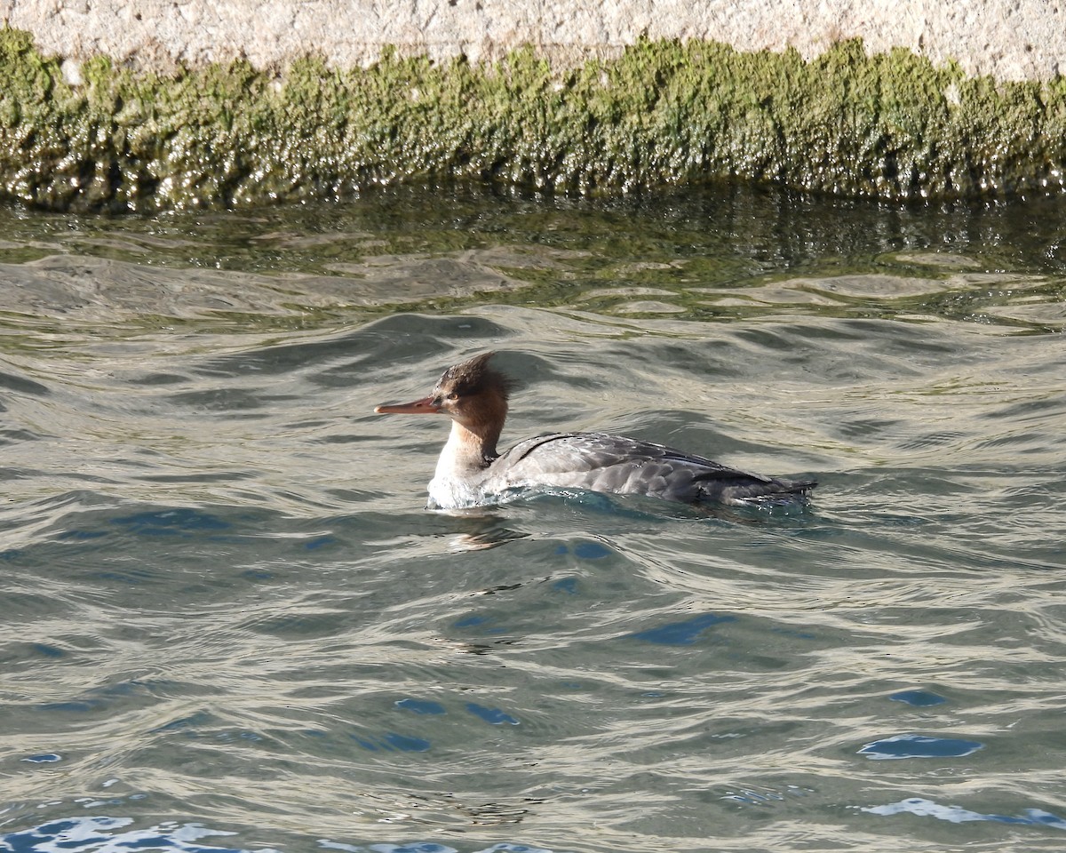 Red-breasted Merganser - ML644728547