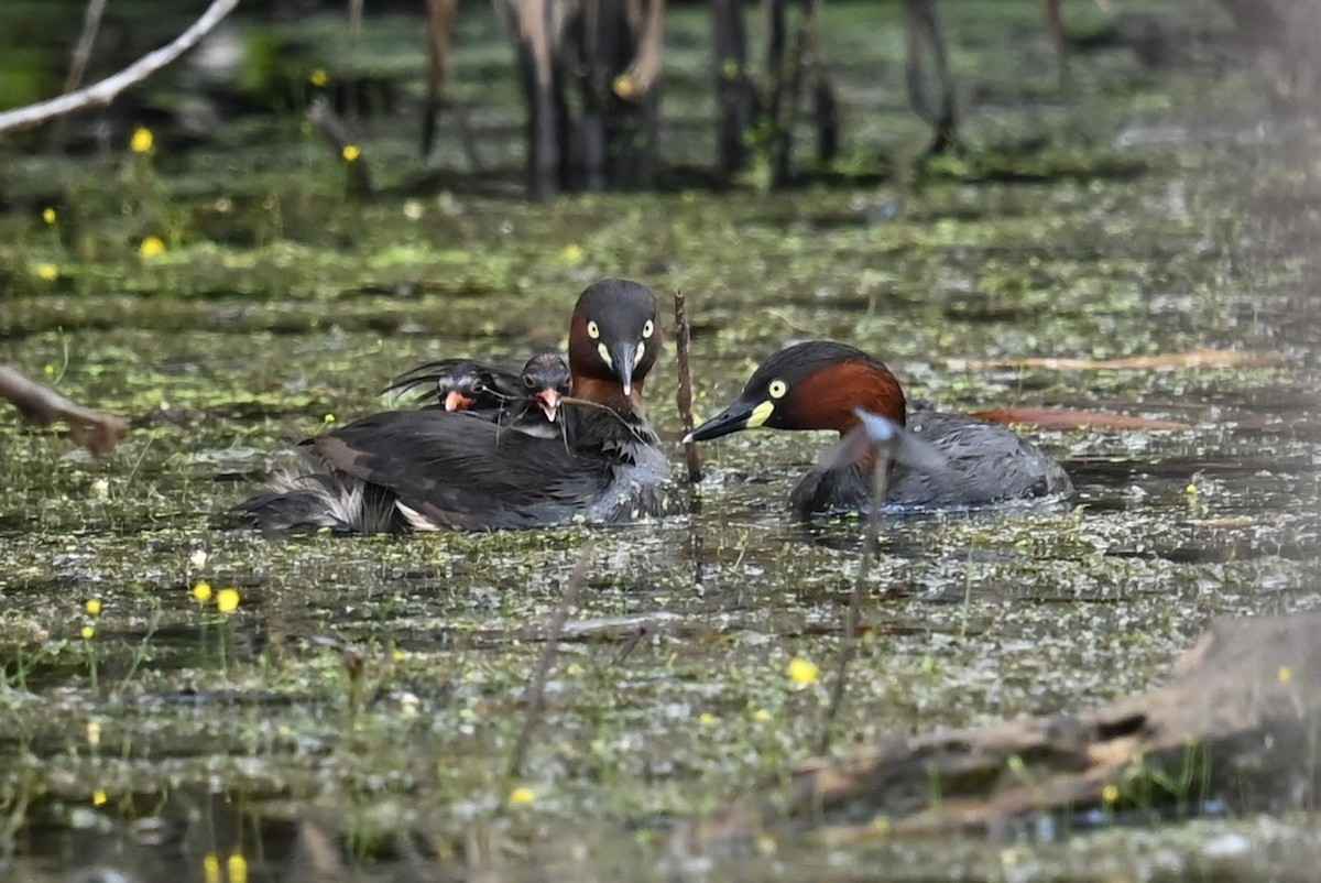 Little Grebe - ML644728553