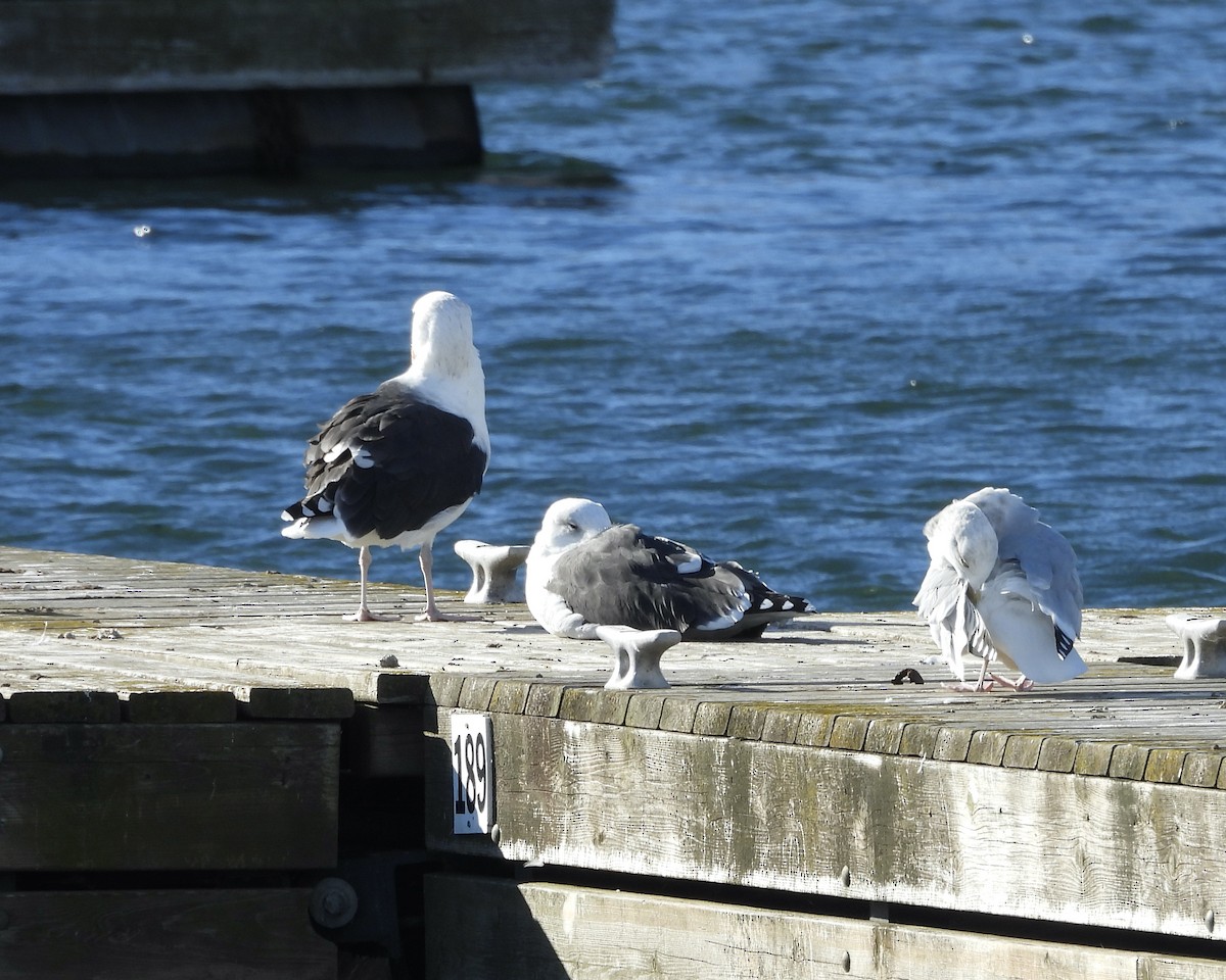 racek mořský - ML644728576