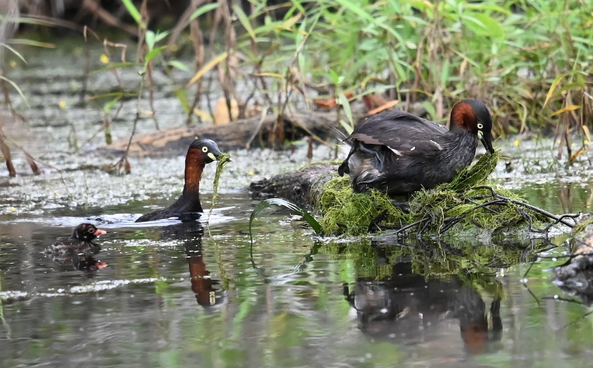 Little Grebe - ML644728579