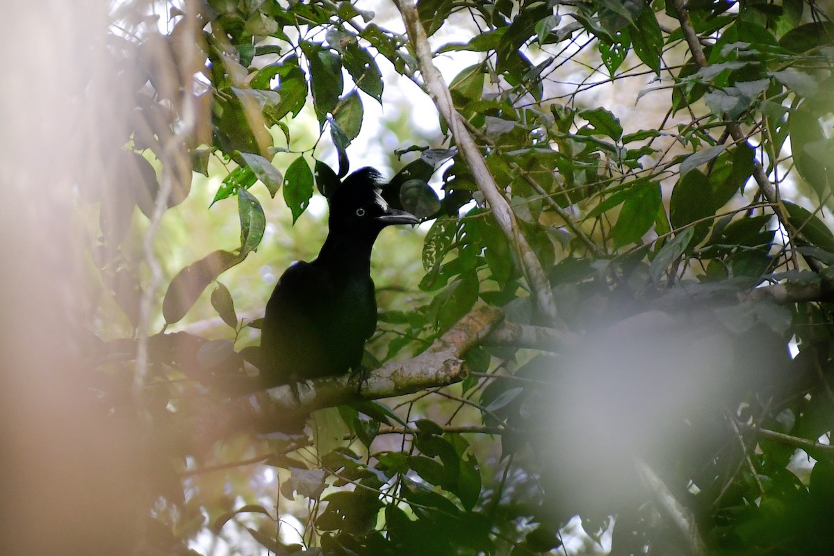 カサドリ - ML644728583