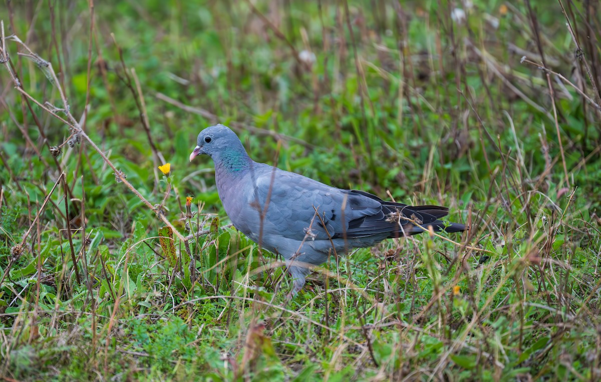 Stock Dove - ML644728585