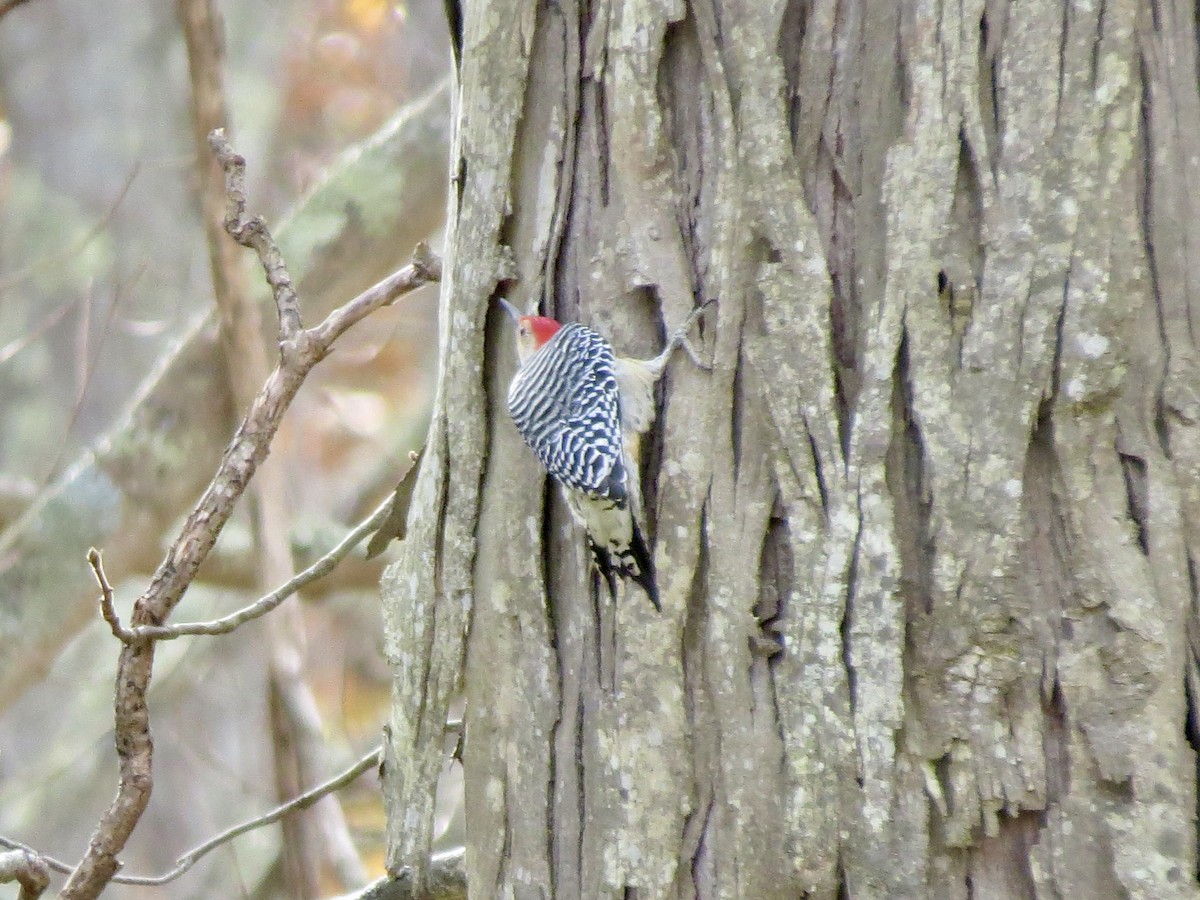 Red-bellied Woodpecker - ML644728589