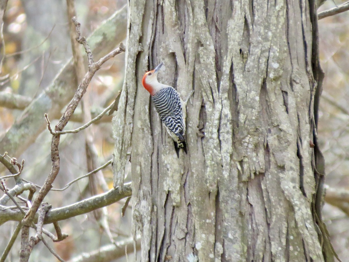 Red-bellied Woodpecker - ML644728590