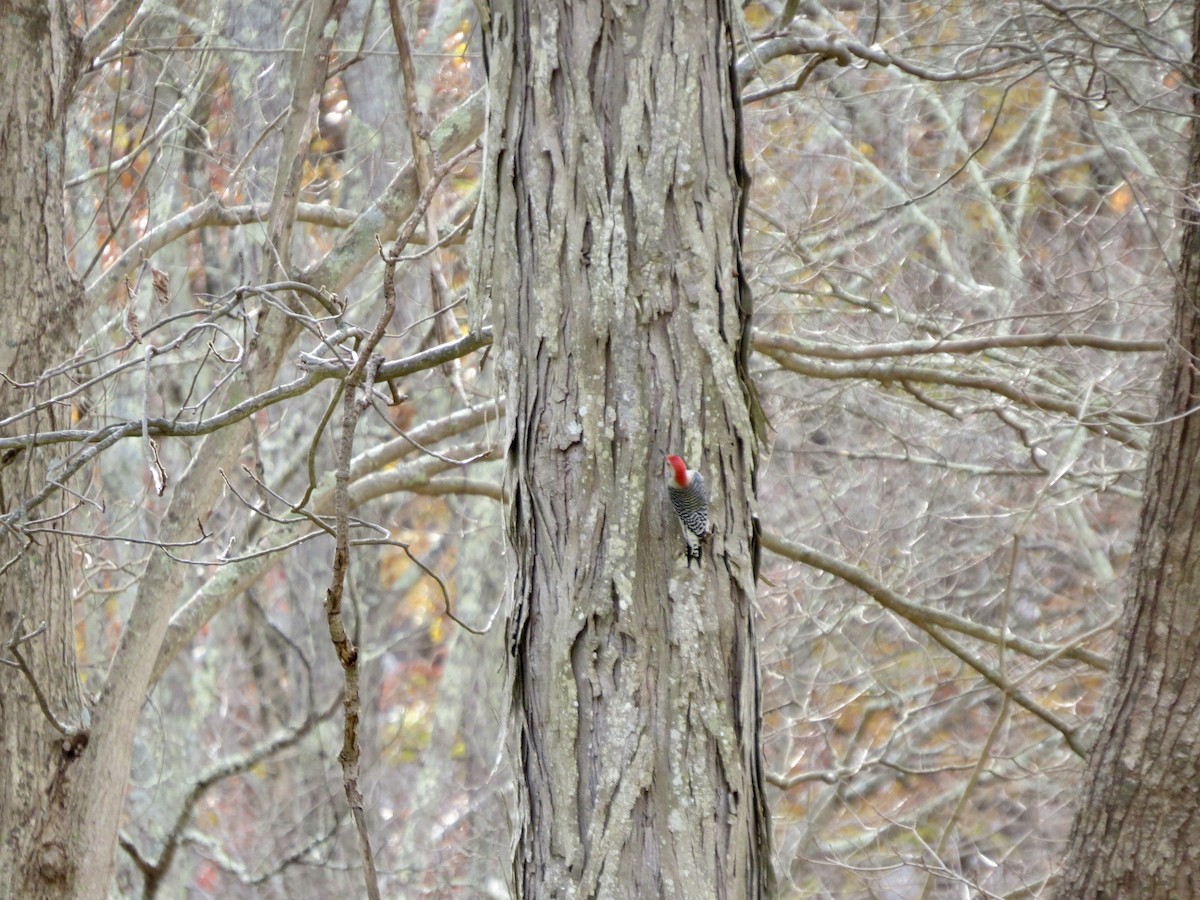 Red-bellied Woodpecker - ML644728591