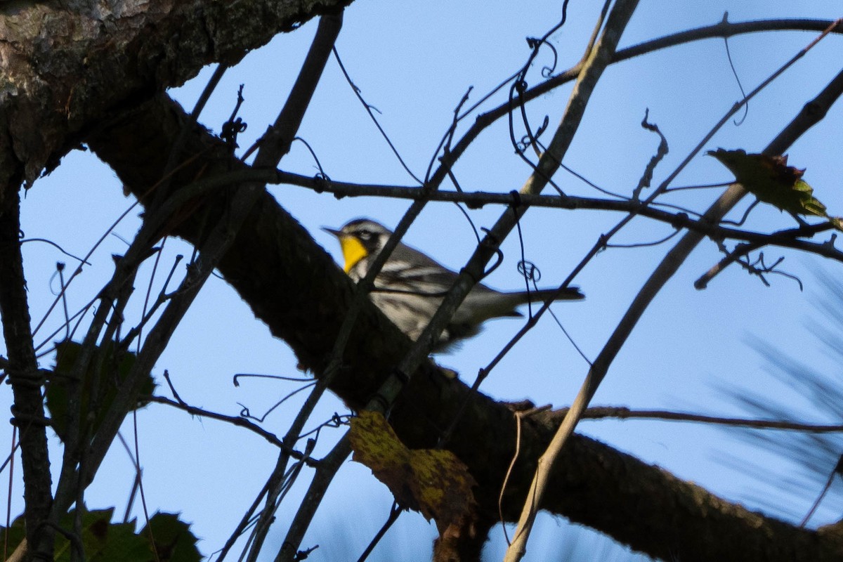 Goldkehl-Waldsänger - ML644728594