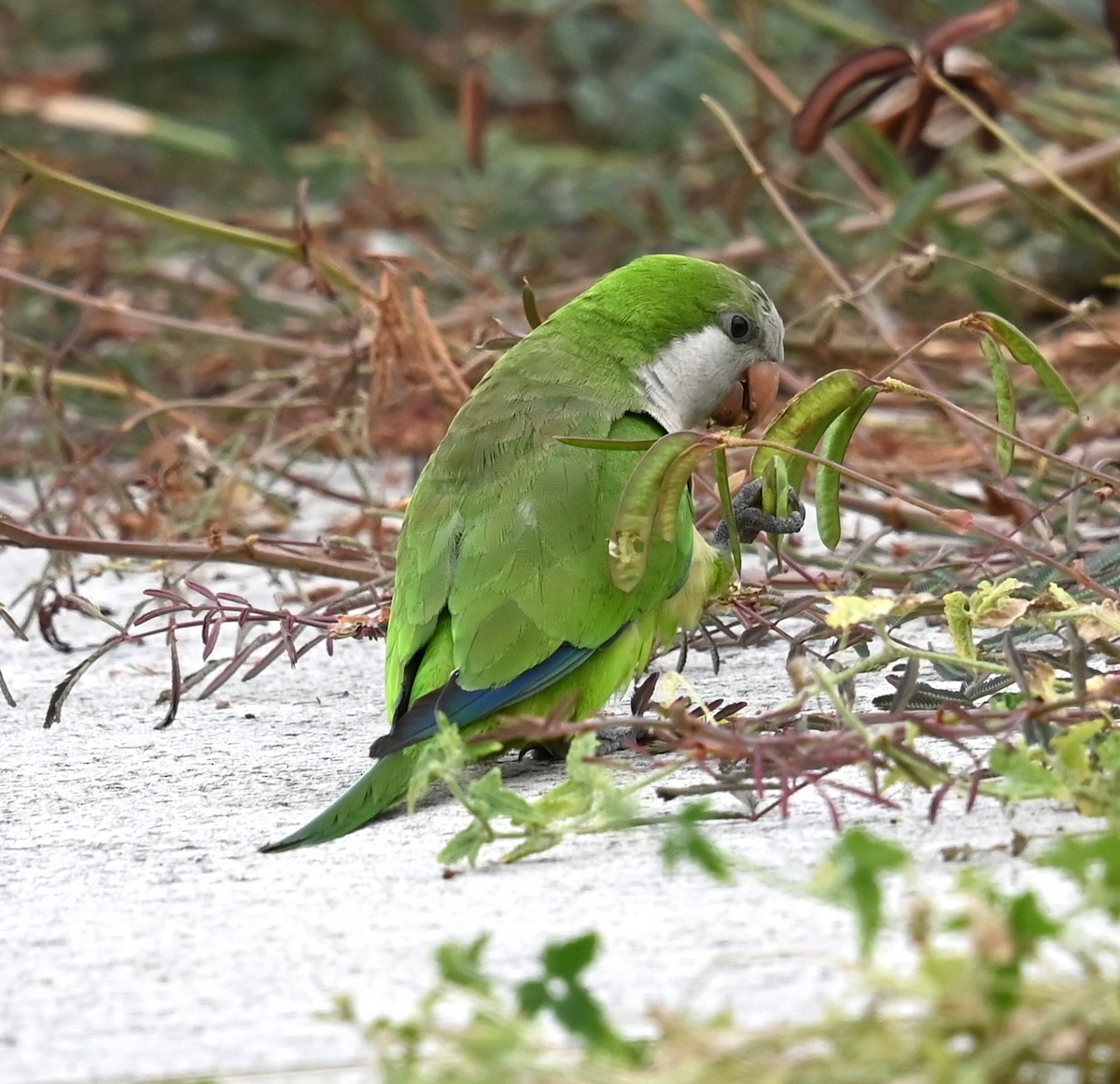 Monk Parakeet - ML644728601