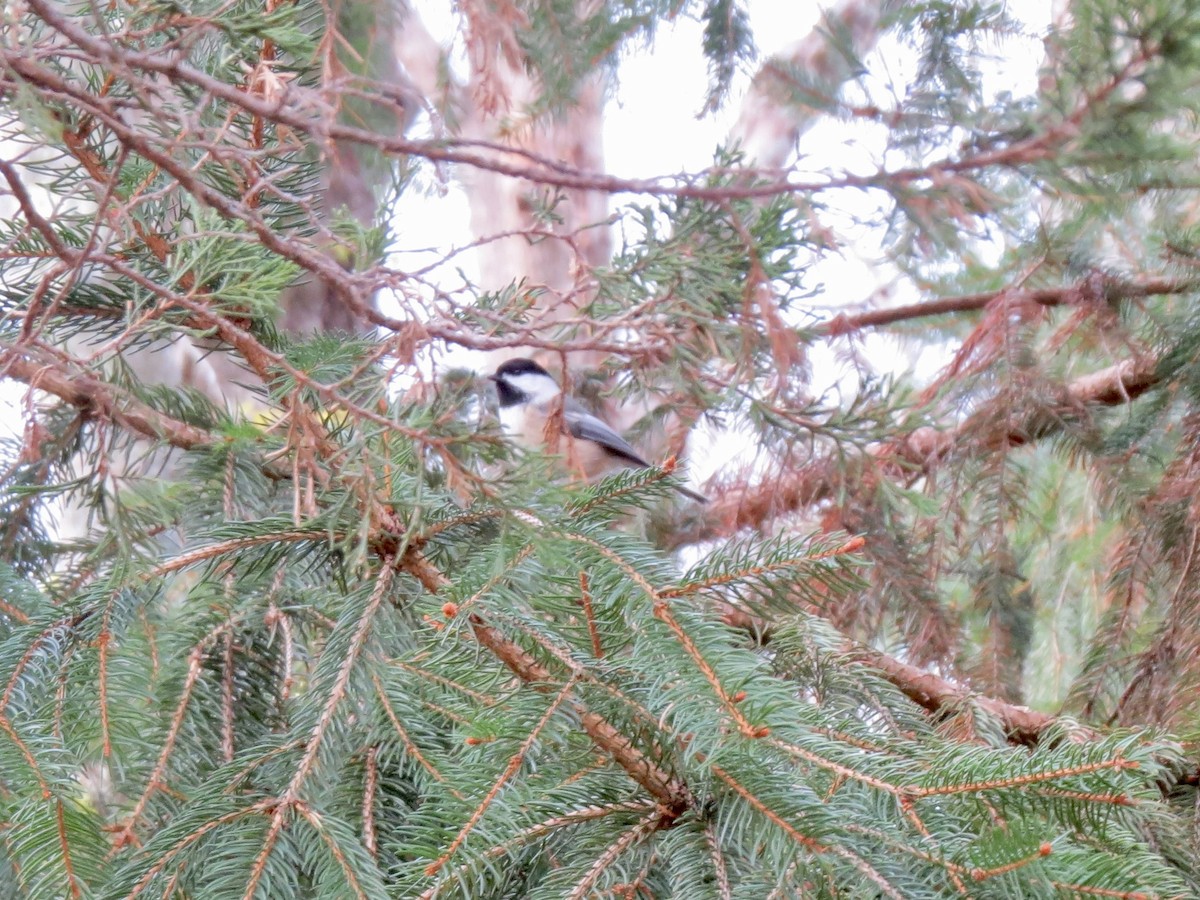 Black-capped Chickadee - ML644728602