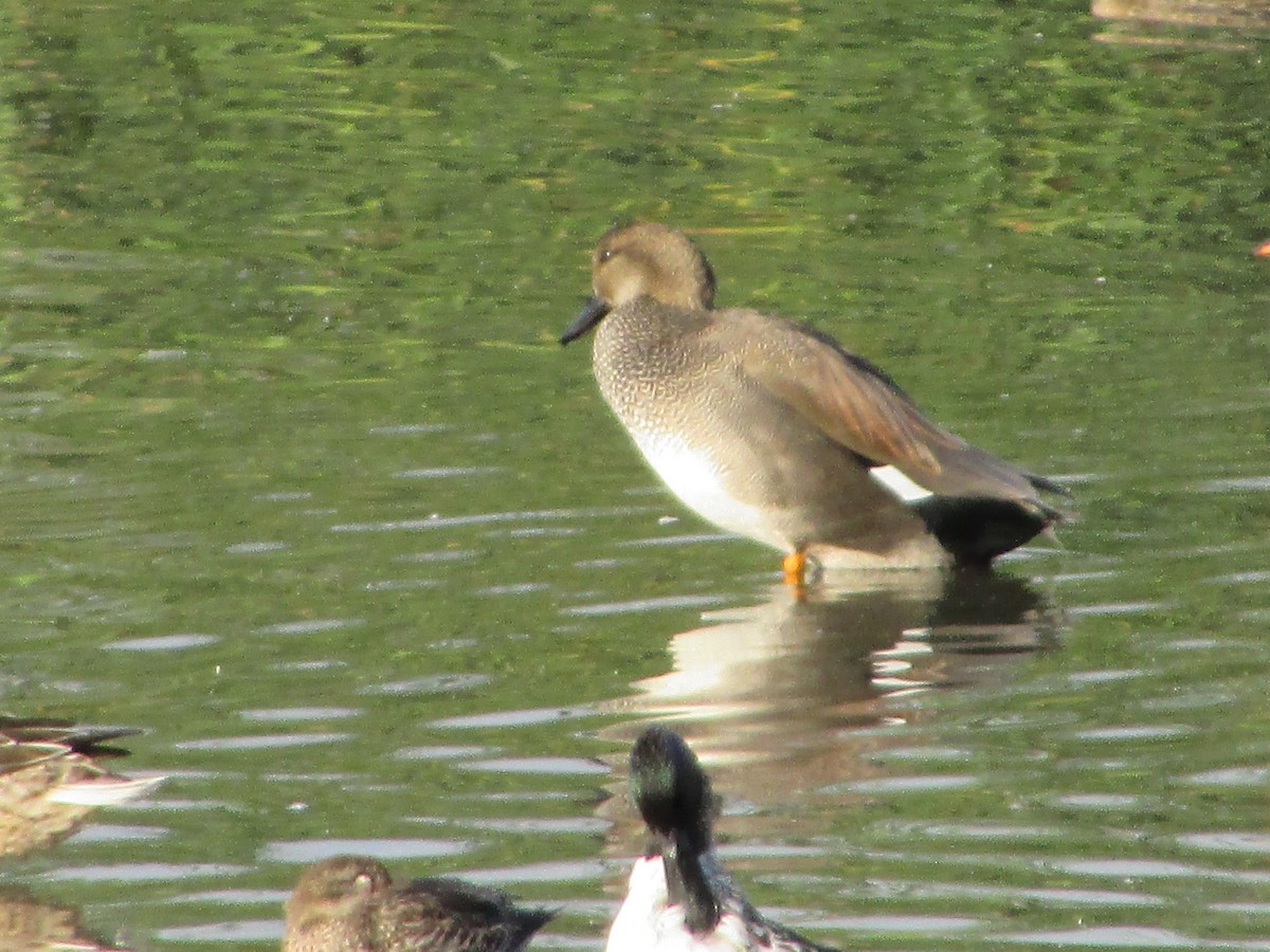 Ánade Friso - ML644728611