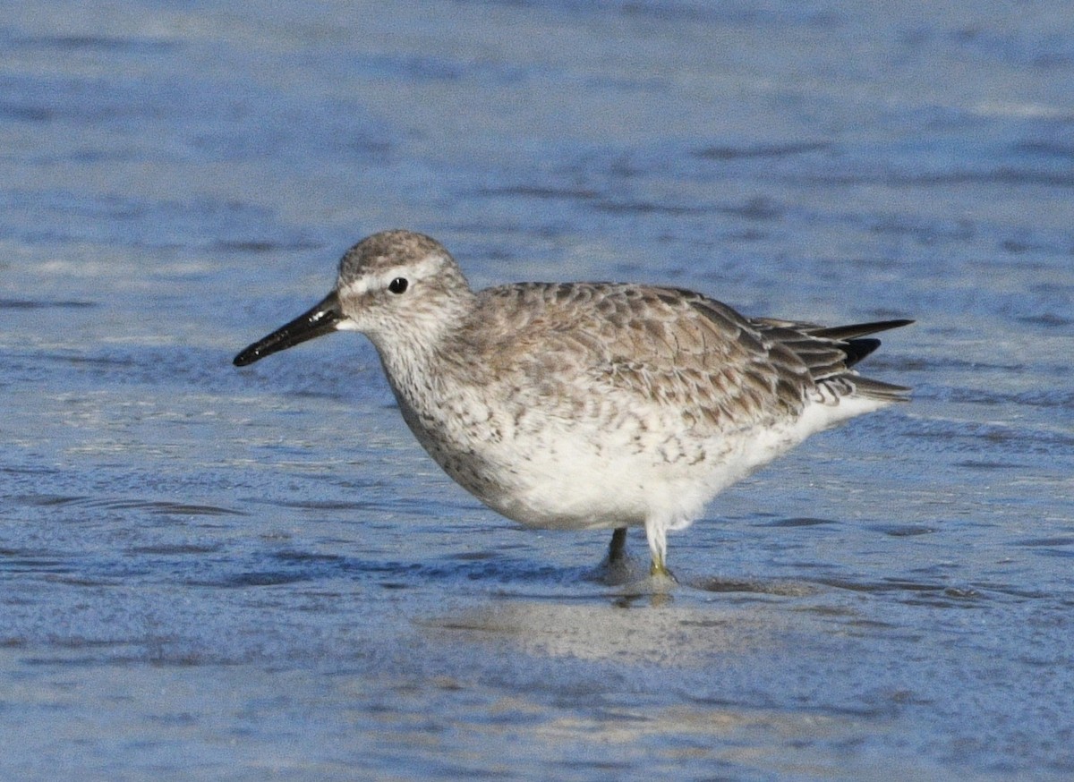 Bécasseau maubèche - ML644728613