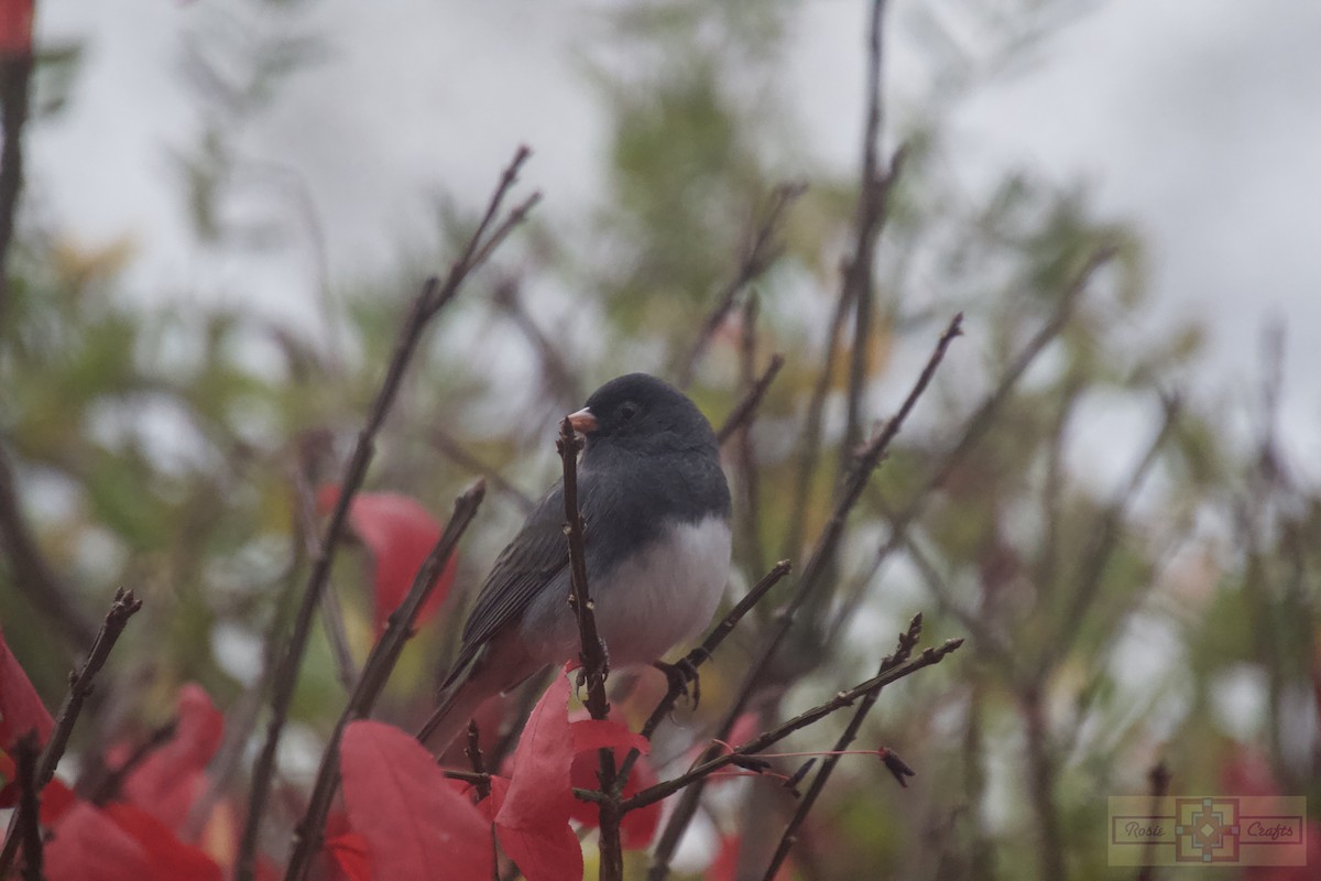 Dark-eyed Junco - ML644728614