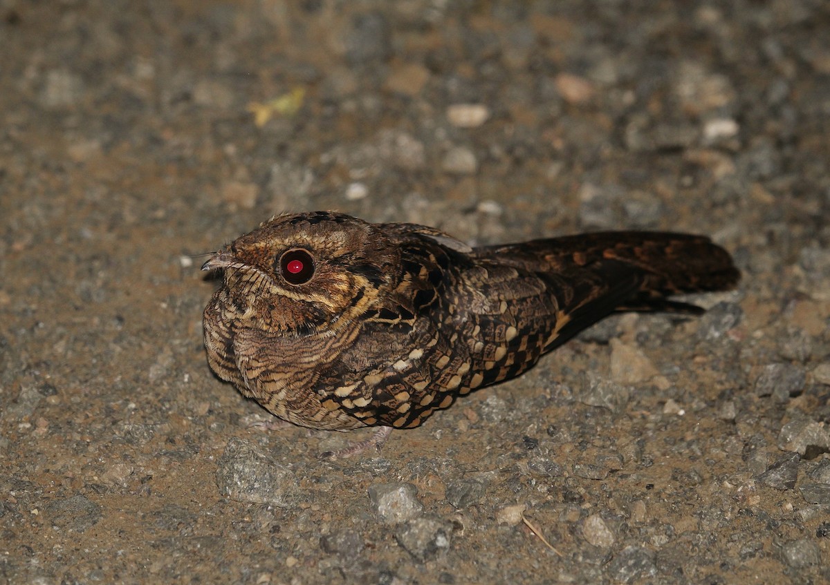 pauraquenattravn - ML644728619