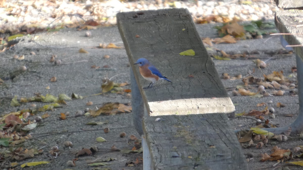 Merlebleu de l'Est - ML644728633