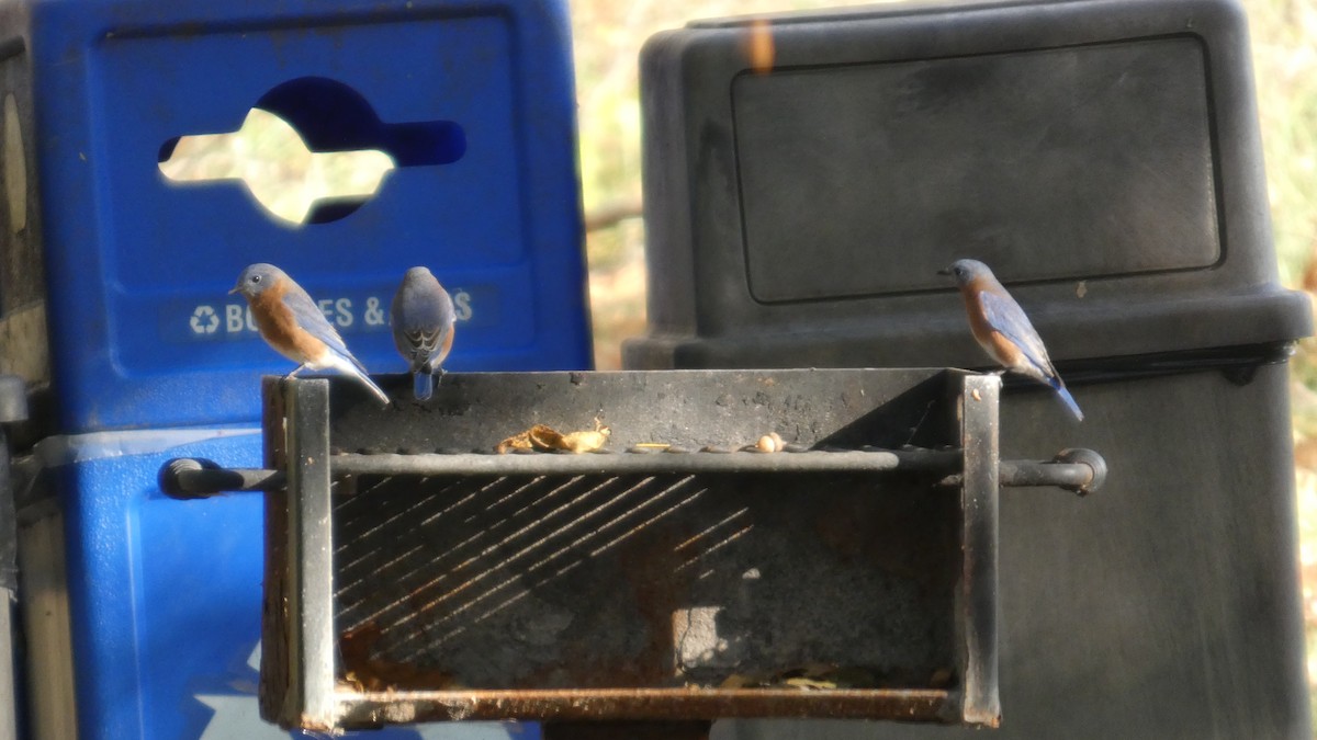 Merlebleu de l'Est - ML644728634