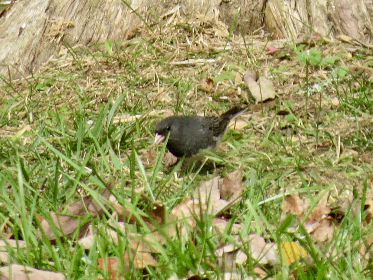 Dark-eyed Junco - ML644728635