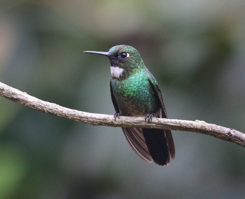 Колібрі-німфа турмаліновий - ML644728638