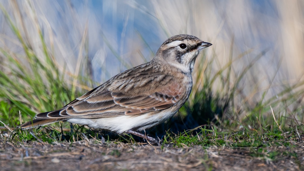 Жайворонок рогатий - ML644728651