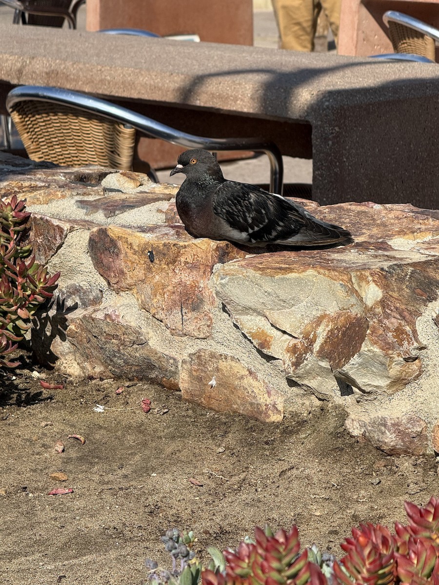 Kaya Güvercini (evcil tip) - ML644728654