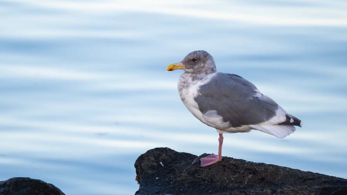 Мартин західний - ML644728666