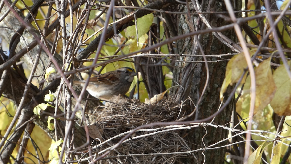 hvitstrupespurv - ML644728667