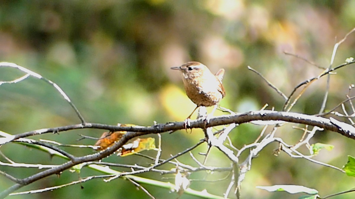 フユミソサザイ - ML644728668